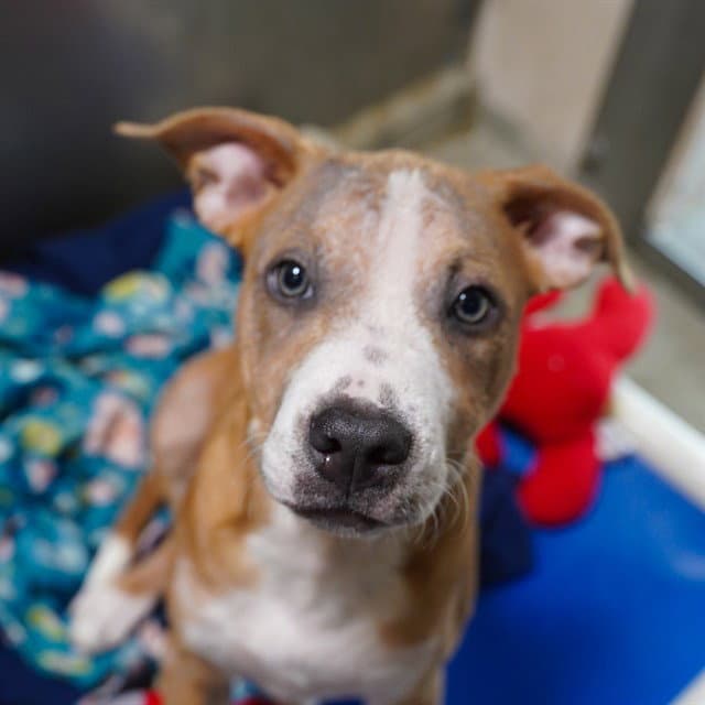 Alucard - Pit Bull Terrier