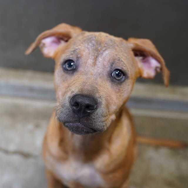 Linkin - Pit Bull Terrier