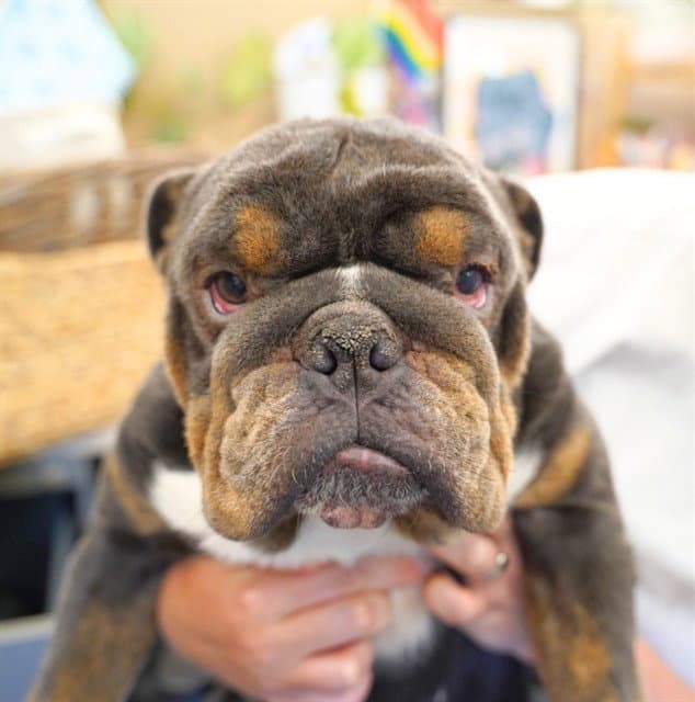 Laszlo - English Bulldog