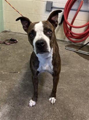 Mothra - Pit Bull Terrier