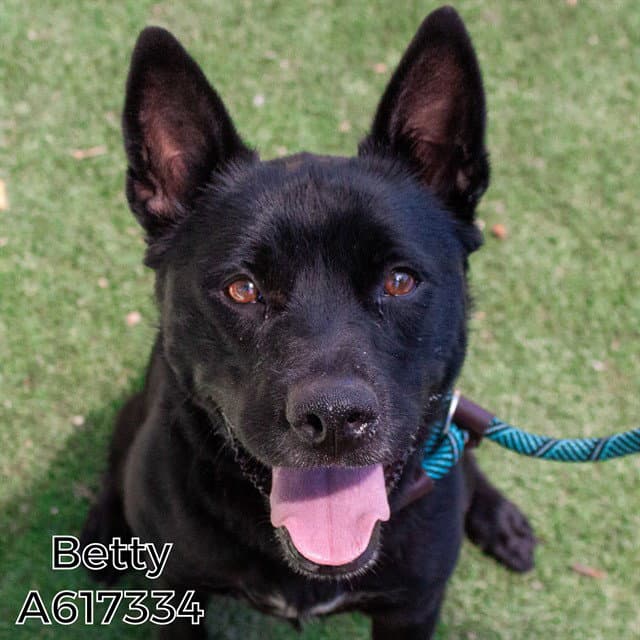 Betty - German Shepherd Dog