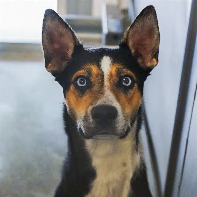 Butterfly - Australian Kelpie