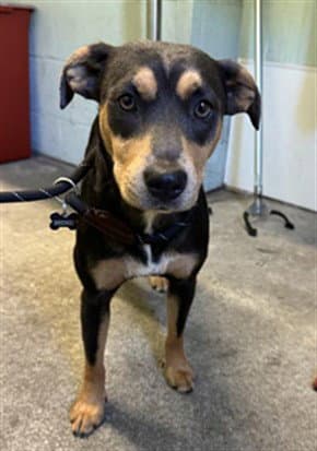 Brendi - Terrier