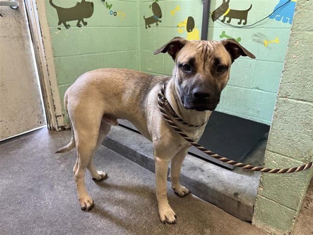 Henry - Anatolian Shepherd