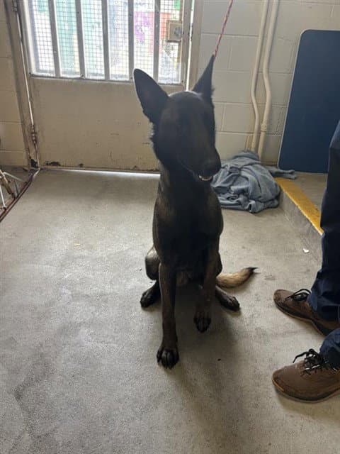 Rufus - Belgian Shepherd Malinois