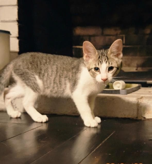 Big Boi - Domestic Short Hair