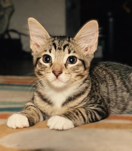 Melvin - Domestic Short Hair