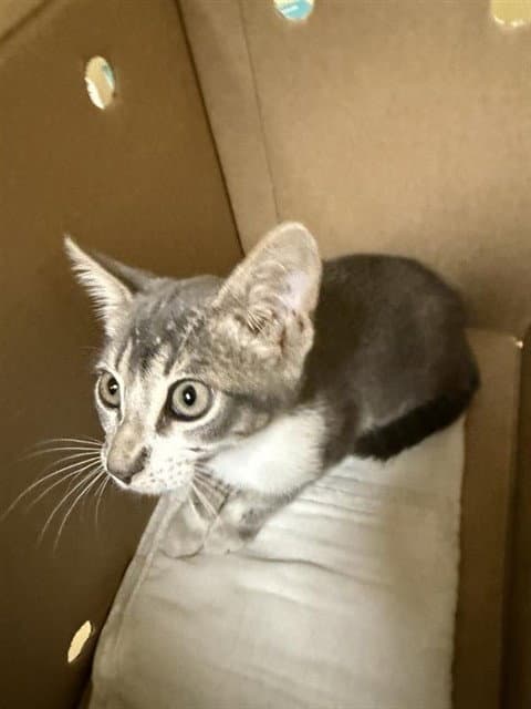 Unknown - Domestic Short Hair
