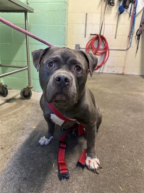 Smokey - Pit Bull Terrier