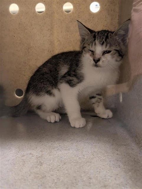 Unknown - Domestic Short Hair