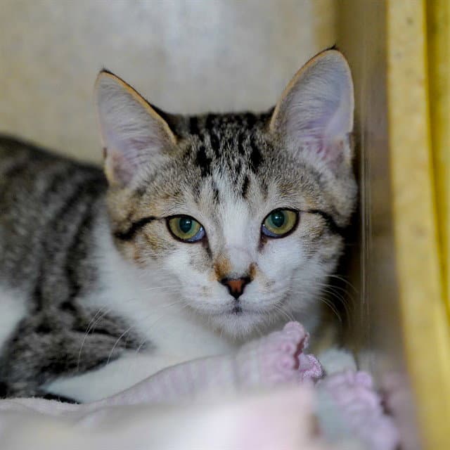 Unknown - Domestic Short Hair