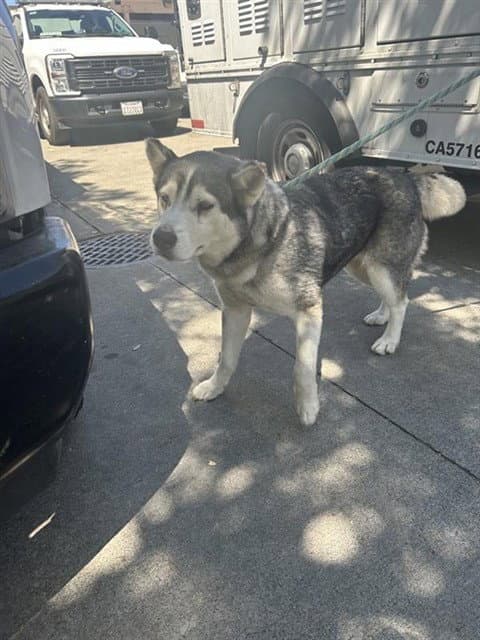 Unknown - Siberian Husky