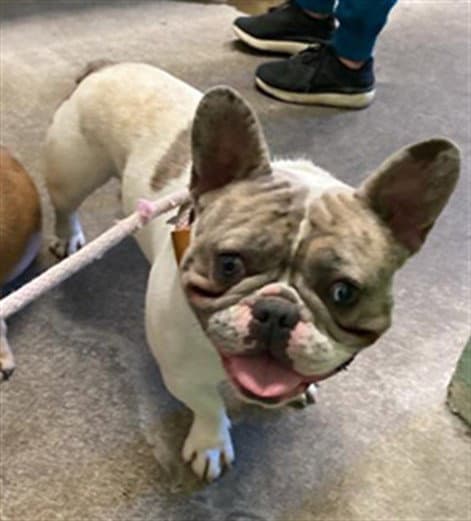 Unknown - French Bulldog