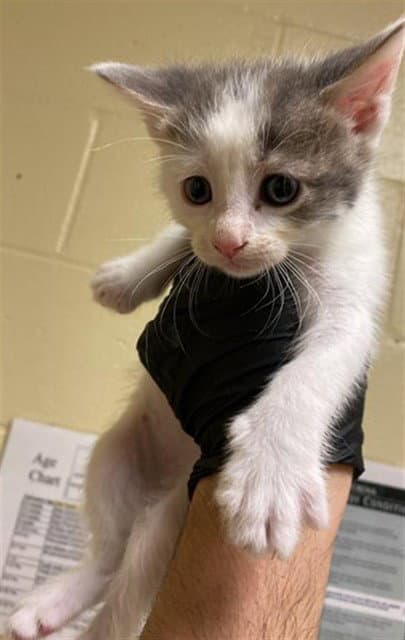 Unknown - Domestic Short Hair
