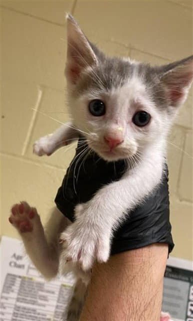 Unknown - Domestic Short Hair