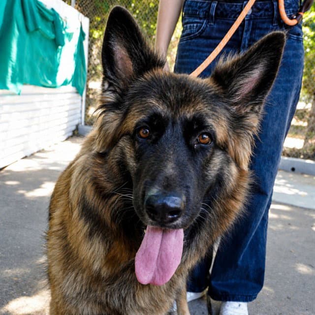 Barbaro - German Shepherd Dog