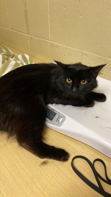 Unknown - Domestic Long Hair