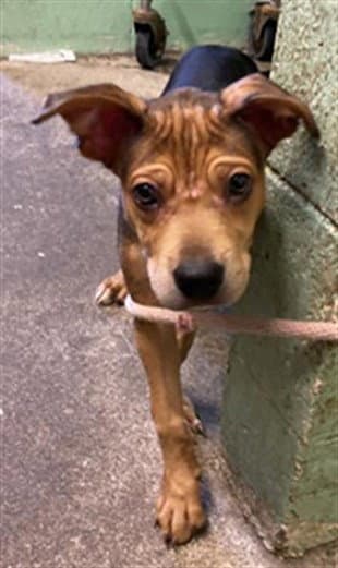 Plinko - Pit Bull Terrier