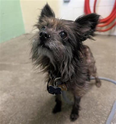 Chuy - Terrier