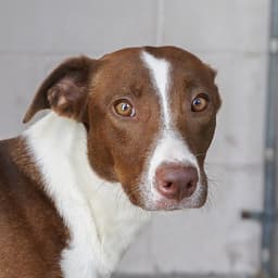 Gretta image 1