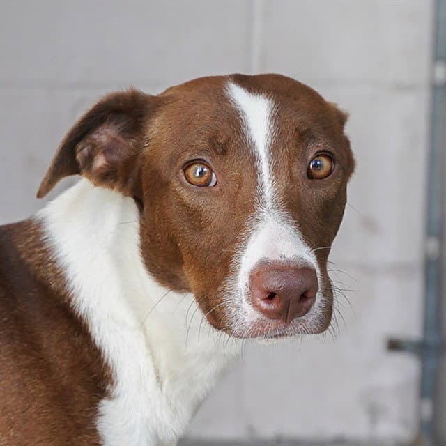 Gretta - Border Collie