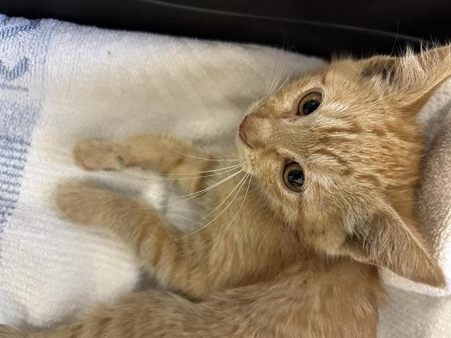 Reginald - Domestic Short Hair