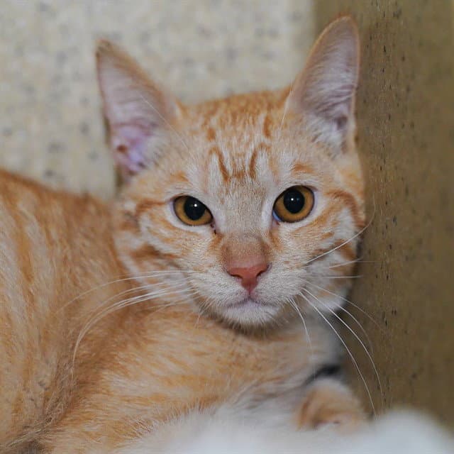 Reginald - Domestic Short Hair