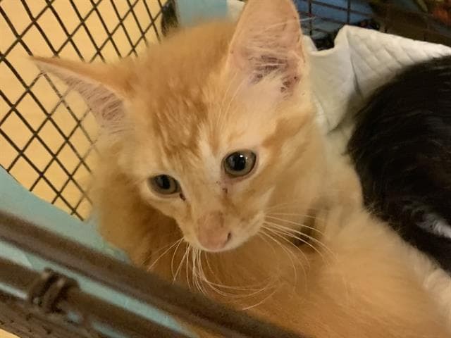 Cici - Domestic Short Hair