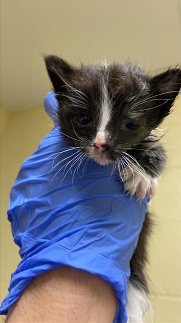 Lucille - Domestic Short Hair
