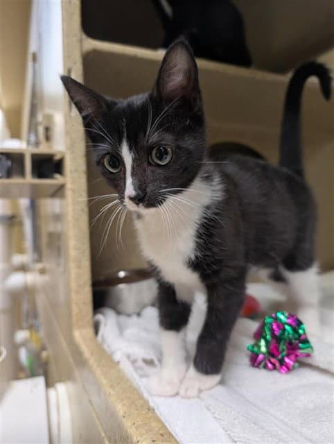 Lucille - Domestic Short Hair
