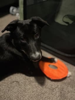 Molly image 1