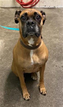 Echo - Boxer