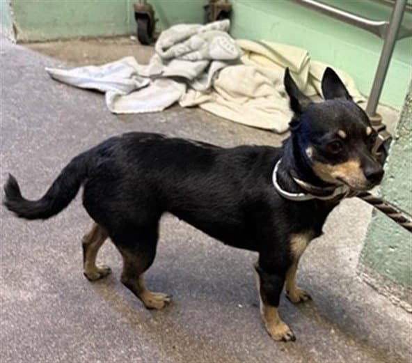 Bark Twain - Chihuahua