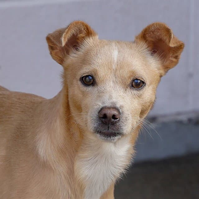 Farley - Chihuahua