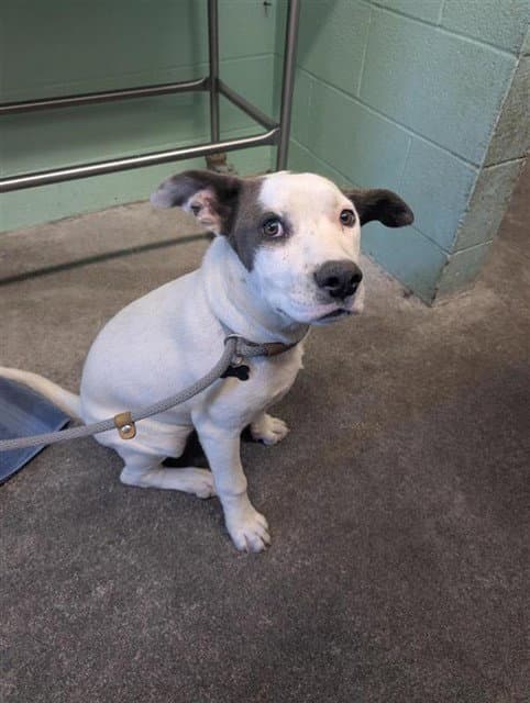 Silver Bell - Pit Bull Terrier