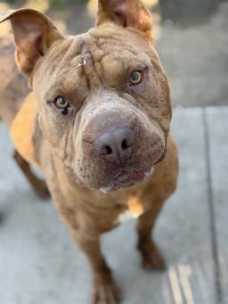 Bubba image 1