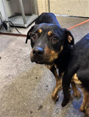 Mabel - Rottweiler