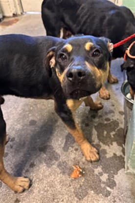 Dipper - Rottweiler