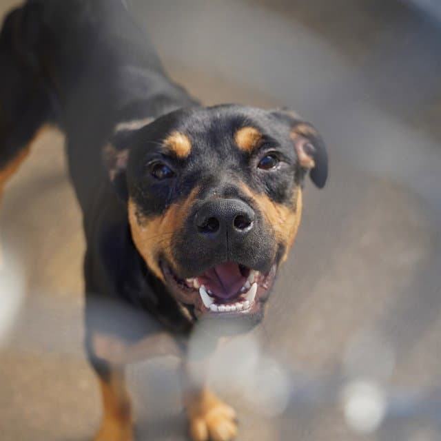 Dipper - Rottweiler