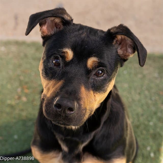 Dipper - Rottweiler