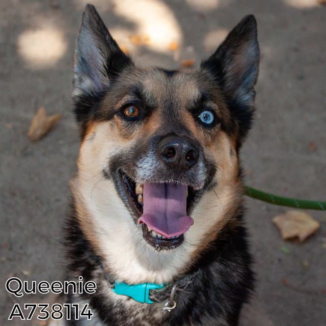 Queenie - German Shepherd Dog