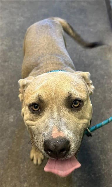 Dale - Pit Bull Terrier
