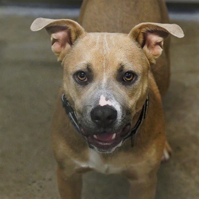 Dale - Pit Bull Terrier