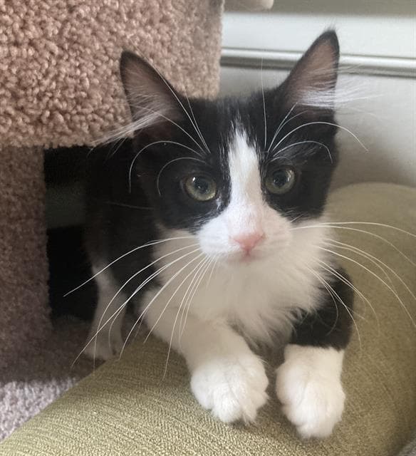Esme - Domestic Short Hair