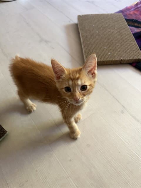 Dora - Domestic Short Hair