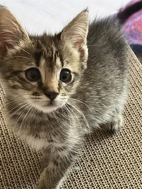 Motley - Domestic Short Hair