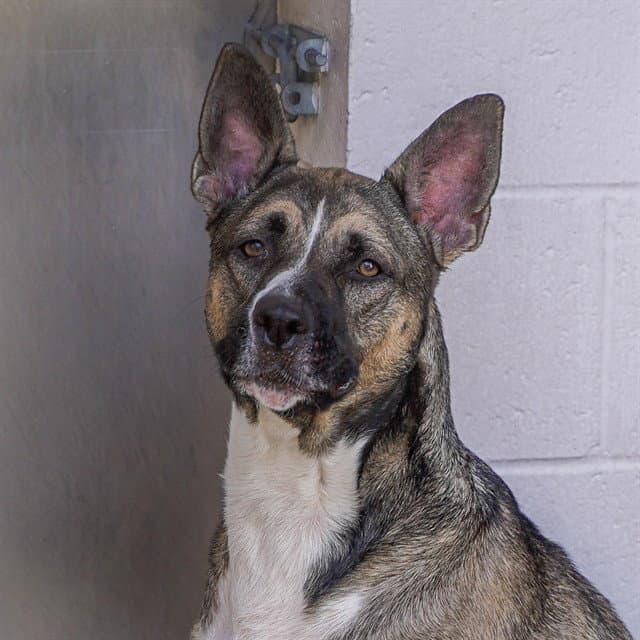 Savee - German Shepherd Dog