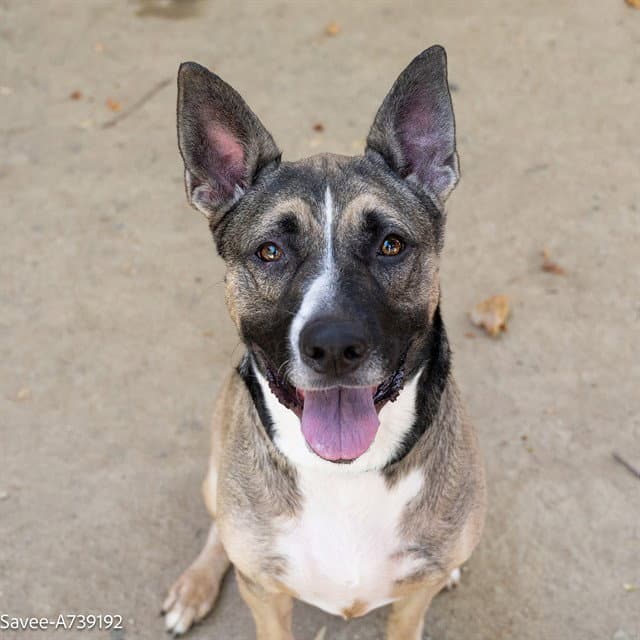 Savee - German Shepherd Dog