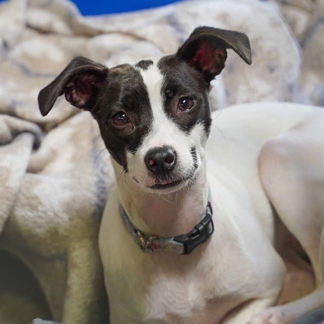 Princess - Jack Russell Terrier (Parson Russell Terrier)