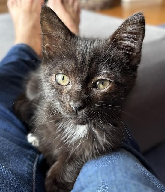 Captain Toes - Domestic Short Hair